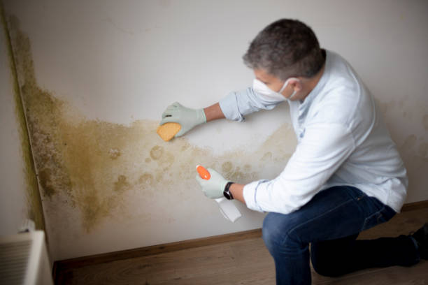 Best Mold Damage Restoration  in Bylas, AZ